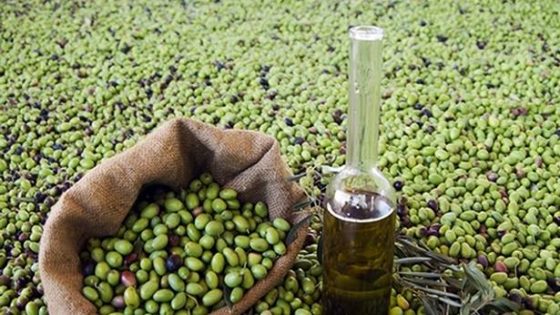 تراجع أسعار زيت الزيتون في المغرب يبعث الأمل لدى المستهلكين