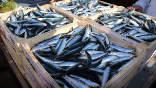 إغلاق المصايد الجنوبية أمام صيد السردين حتى نهاية يونيو