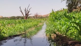 واحات واد نون.. صمود “شرايين الحياة” في مواجهة تحديات الإجهاد المائي