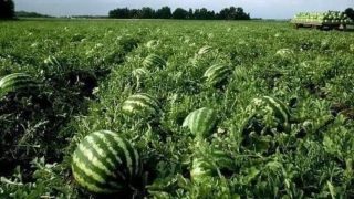 حماية الفرشة المائية تدفع طاطا إلى حظر زراعة البطيخ الموسم المقبل