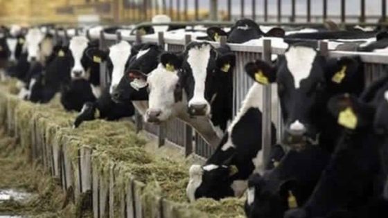 استيراد الأبقار للذبح يستنفد الحصة المقررة قبل نهاية السنة